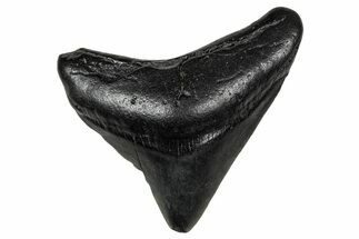 Juvenile Megalodon Tooth - South Carolina #340452