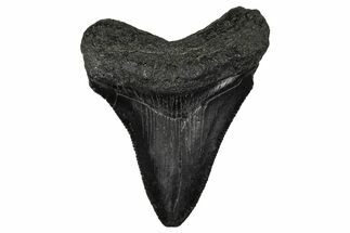Serrated, Juvenile Megalodon Tooth - South Carolina #340454
