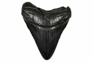 Juvenile Megalodon Tooth - South Carolina #340457