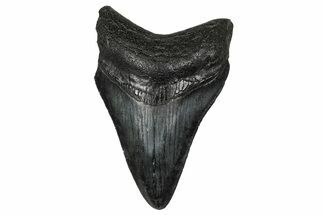 Serrated, Fossil Megalodon Tooth - South Carolina #340462