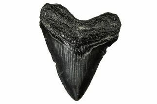 Serrated, Juvenile Megalodon Tooth - South Carolina #340478