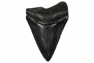 Juvenile Megalodon Tooth - South Carolina #340480