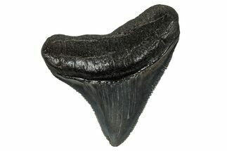 Serrated, Juvenile Megalodon Tooth - South Carolina #340482
