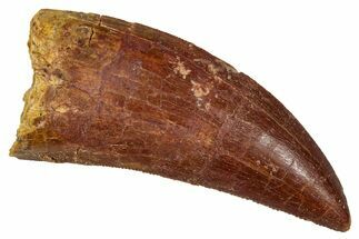 Serrated, Carcharodontosaurus Tooth - Real Dinosaur Tooth #341282