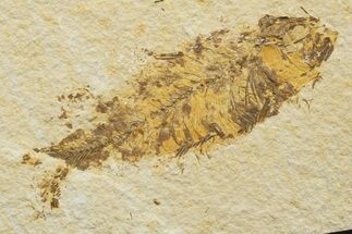 Bargain, Fossil Fish (Knightia) - Wyoming #340787