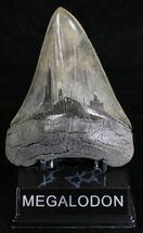 Colorful, Serrated Megalodon Tooth #18349