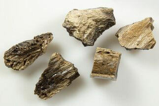 Five Fossil Tyrannosaur (T rex) Bone Fragments - Wyoming #342884