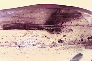 Giant Fossil Winged Termite (Isoptera) In Baltic Amber #343245