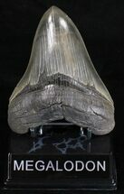 Colorful, Serrated Megalodon Tooth #18352