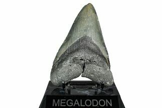 Serrated, Fossil Megalodon Tooth - North Carolina #338586