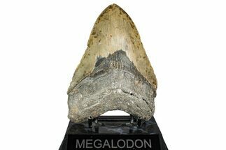 Serrated, Fossil Megalodon Tooth - North Carolina #338592