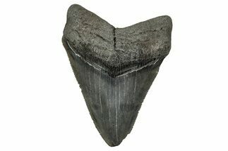 Serrated, Fossil Megalodon Tooth - South Carolina #341442