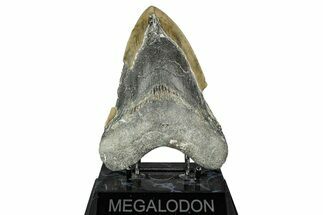 Bargain, Fossil Megalodon Tooth - Serrated Blade #343383