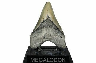 Serrated, Fossil Megalodon Tooth - North Carolina #343386
