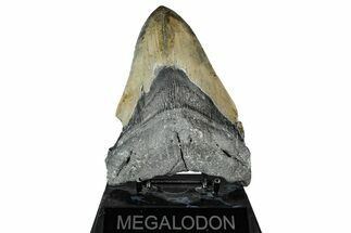 Serrated, Fossil Megalodon Tooth - North Carolina #343393
