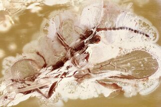 Detailed Fossil Parasitoid Wasp (Braconidae) in Baltic Amber #343284
