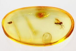 Fossil True Midge w/ Phoretic Mite and Scale Insect in Baltic Amber #343297