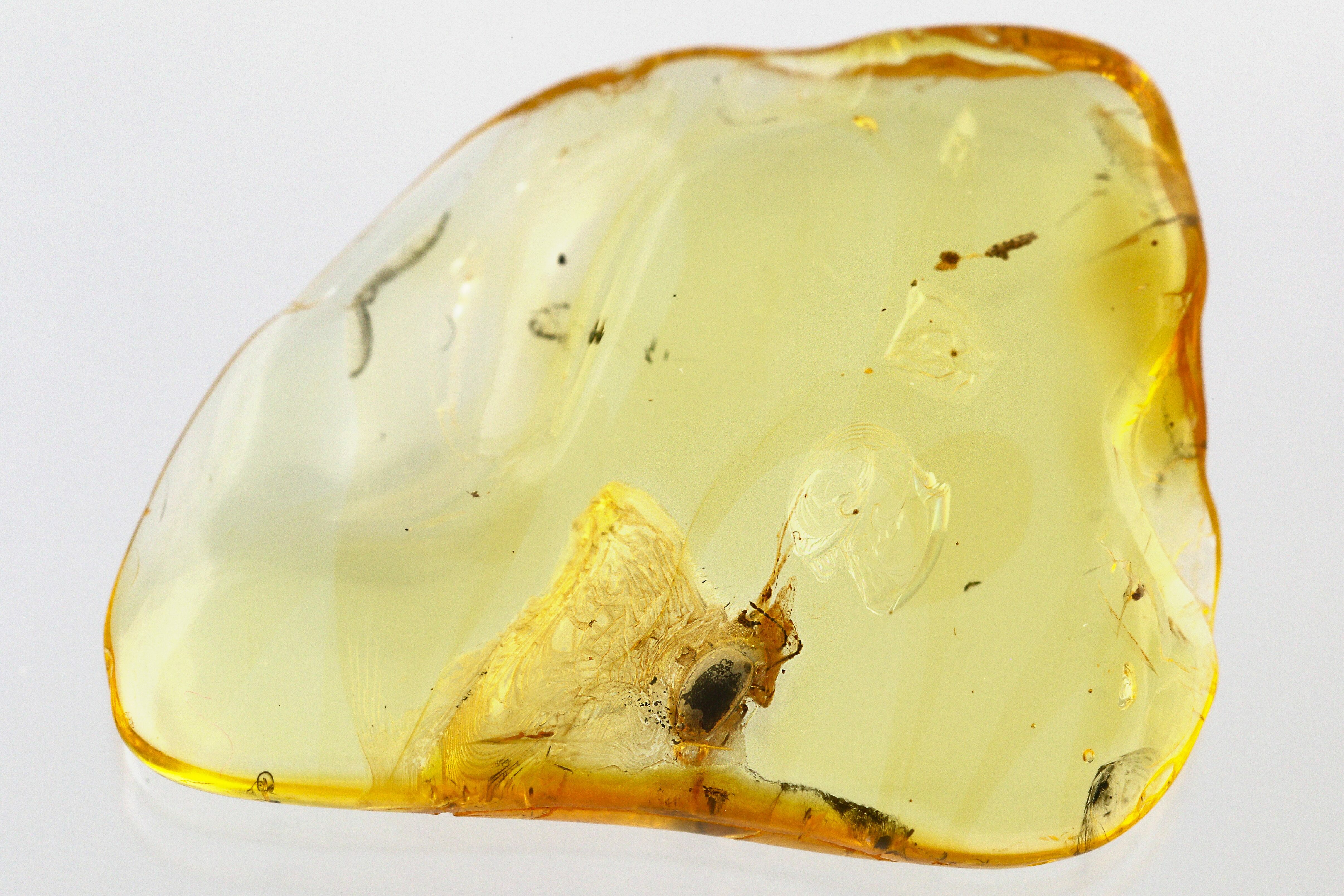 Detailed Fossil Marsh Beetle (Scirtidae) in Baltic Amber (#343321) For ...