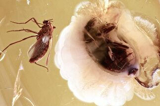 Detailed Fossil Marsh Beetle and Fungus Gnat in Baltic Amber #343350