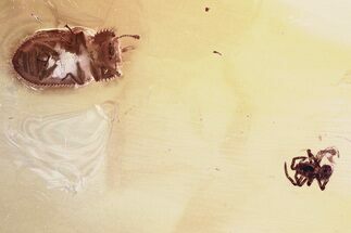 Detailed Fossil Spider and Ironclad Beetle in Baltic Amber #343364