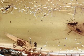 Fossil Springtail, Fungus Gnat, Spider, and Mite in Baltic Amber #343397