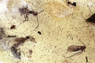 Fossil Ant and Dark-Winged Fungus Gnats In Baltic Amber #343400