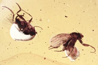 Two Fossil Scuttle Flies (Phoridae) In Baltic Amber #343436