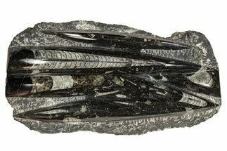 Polished Fossil Orthoceras (Cephalopod) Plate - Morocco #341355