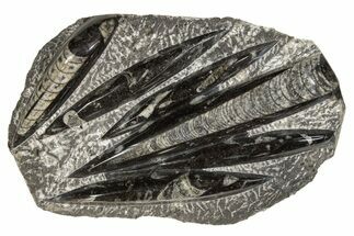 Polished Fossil Orthoceras (Cephalopod) Plate - Morocco #341359
