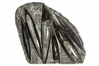 Polished Fossil Orthoceras (Cephalopod) Plate - Morocco #341447