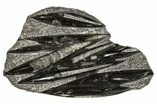 Polished Fossil Orthoceras (Cephalopod) Plate - Morocco #341454