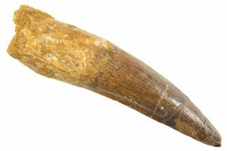 Fossil Spinosaurus Tooth - Real Dinosaur Tooth #343594