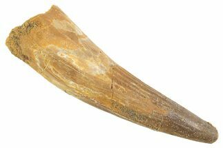 Fossil Spinosaurus Tooth - Real Dinosaur Tooth #343614