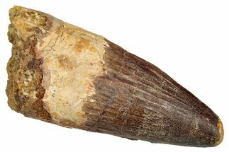 Fossil Spinosaurus Tooth - Real Dinosaur Tooth #343633