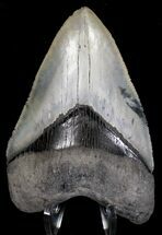 Beautiful Venice Megalodon Tooth #18313