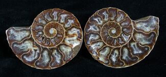 / Inch Polished Ammonite - Crystal Chambers #2949