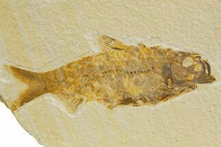 Detailed Fossil Fish (Knightia) - Wyoming #340819