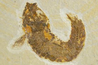 Bargain, Fossil Fish (Knightia) - Wyoming #340832