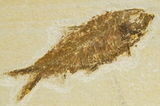 Detailed Fossil Fish (Knightia) - Wyoming #340838