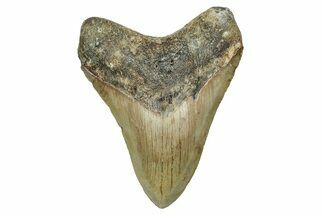 Serrated, Fossil Megalodon Tooth - North Carolina #340862