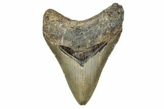 Serrated, Fossil Megalodon Tooth - North Carolina #340868