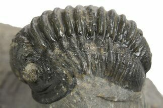 Curled Proetid (Gerastos) Trilobite Fossil - Morocco #343303