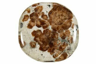 Polished Garnet In Wollastonite Stone - Namibia #343963