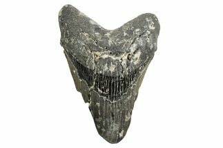 Bargain, Fossil Megalodon Tooth - North Carolina #338541