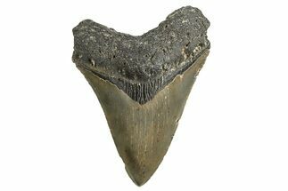 Serrated, Fossil Megalodon Tooth - North Carolina #338547