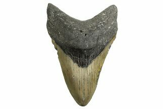 Serrated, Fossil Megalodon Tooth - North Carolina #338548