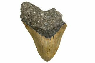 Bargain, Fossil Megalodon Tooth - Serrated Blade #338559