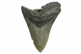 Bargain, Fossil Megalodon Tooth - North Carolina #338561