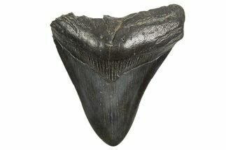 Fossil Megalodon Tooth - South Carolina #340166