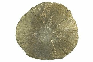 Radiant Pyrite Sun - Sparta, Illinois #342573